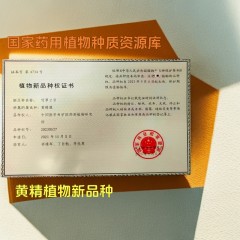 黄精人参茶