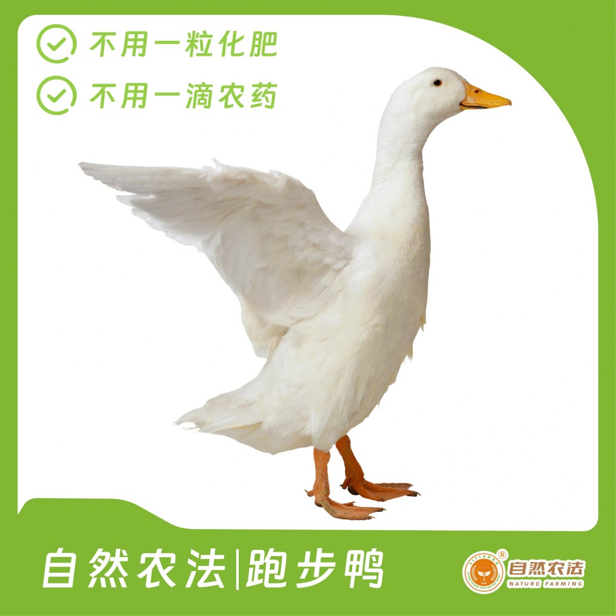自然农法 | 跑步鸭 1只