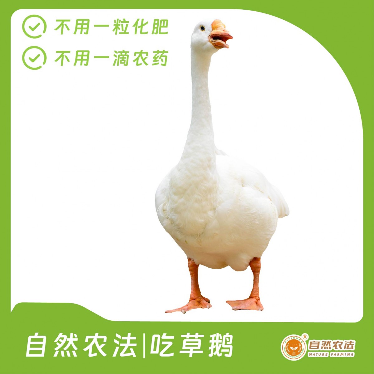 自然农法 | 吃草鹅 1只