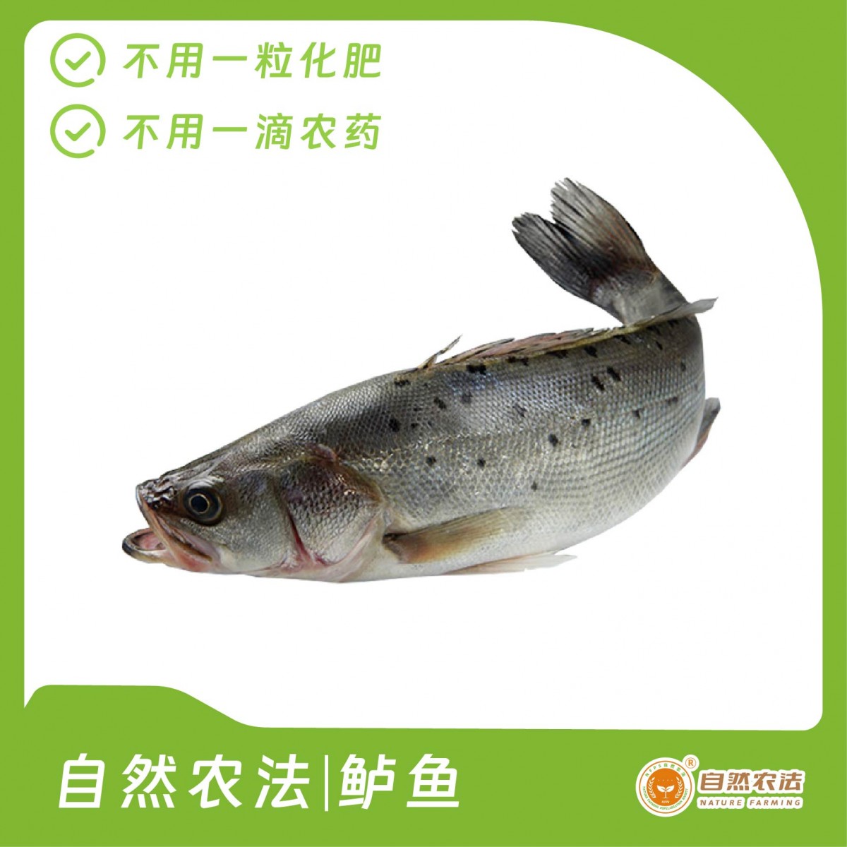 自然农法 | 鲈鱼  2条/箱