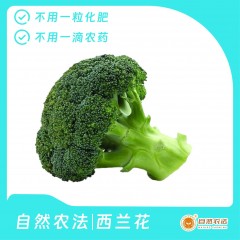 自然农法 | 西兰花 5颗/箱