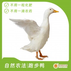 自然农法 | 跑步鸭 1只