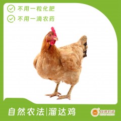 自然农法 | 溜达鸡 1只
