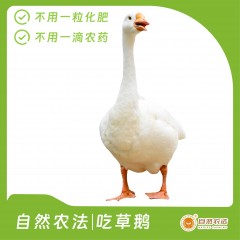 自然农法 | 吃草鹅 1只