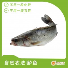自然农法 | 鲈鱼  2条/箱