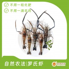 自然农法 | 罗氏虾  3斤/箱