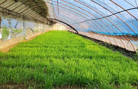 蔬菜草莓绿色生产博士农场