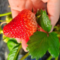 蔬菜草莓绿色生产-草莓350克