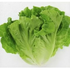 蔬菜草莓绿色生产-罗马生菜400克